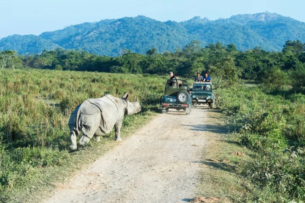 Rhino-at-kaziranga-national-park-1024x681
