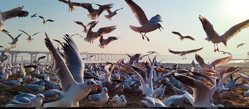 peaceful-riverfront-scene-prayagraj