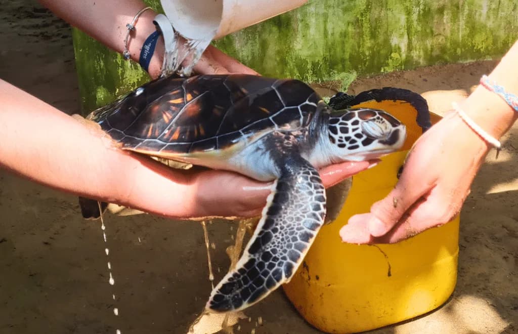 Highlights of Sri Lanka - View 2